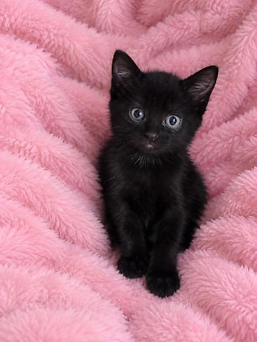 Отдам даром кошку: Отдам в добрые руки котят 🐱 Чудесные мальчики 🖤 Возраст-7 недель 💛 — 1