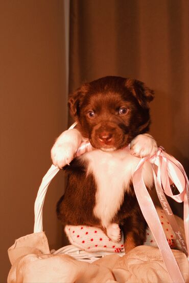 Продажа собак: 🎁 Ищете идеальный подарок к Новому году? Маленький хвостик, который — 3