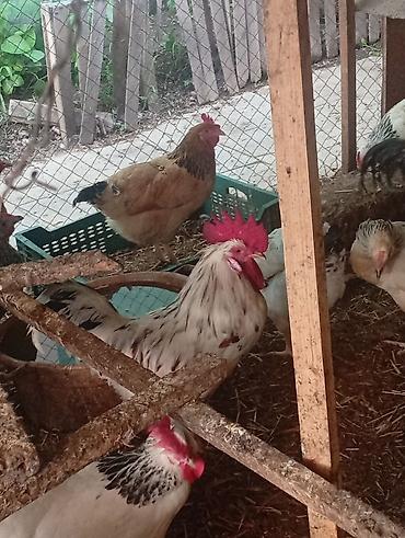 Toyuqlar: Toyuq, Australorp, Damazlıq, Ünvandan götürmə, Pulsuz çatdırılma, Ödənişli çatdırılma — 10
