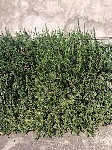 bitki dərmanları satışı: Rozmarin bitkisinin köklenmiş cilinqleri satılır. Müalicəvi bitkidi — 5