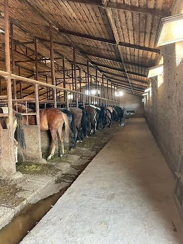 Лошади, кони: Продаю | Кобыла (самка), Конь (самец), Жеребец | На забой | Мерин — 3