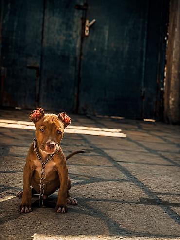 afkalka iti kim satır: Pitbul, 3 ay, Erkək, Ünvandan götürmə — 2