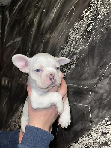 Psi: Francuski buldog štenci – merle i bele šare, plave oči - Rasa — 13