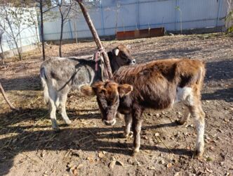 сколько стоит собака породы доберман: Продаю | Тёлка | Алатауская | Для разведения | Осеменитель