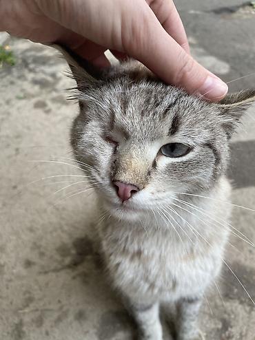 Мышыктар: Котик остался без хозяйки, в основном находится на улице! В прошлом он — 2