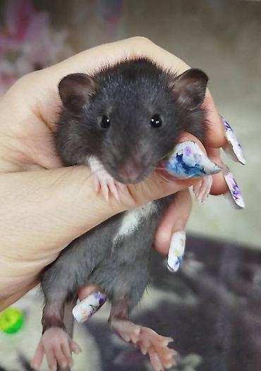 Крысы: Привет друзья !! У нас родились красивые крысята.Друзья в питомнике - — 23