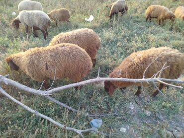 Akvarium aksessuar və ləvazimatları: Erkək, il: 1, 27 kq, Damazlıq, Ünvandan götürmə