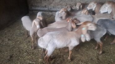 продам сельхоз животных: Козулар 3айлык 12 баш