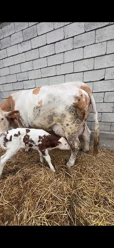 Inəklər, öküzlər: Satılır: inək buzovu ilə birlikdə - Cins tipi: Simental tipli — 10