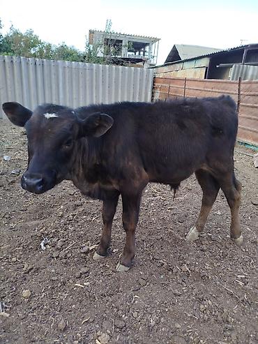 собака такса щенок: Продаю | Бык (самец) | Швицкая | Для разведения | Племенные — 2
