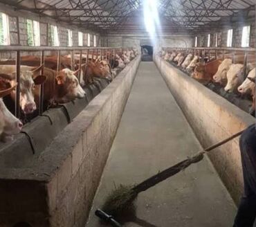 ищу работу в баку 2019: Ferma və ya Çoban isi axtarıram.Sagmal,Bordaq,Qoyun quzu,qaz ördək