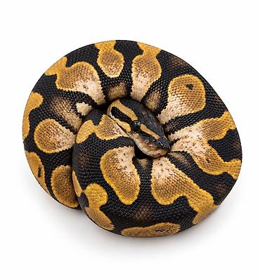 at satilir: Kral pitonu balaları satışdadır Caspian Snake-də artıq yeni evlərinə — 6