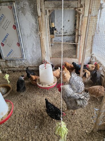 Toyuqlar: Toyuq, Damazlıq — 2