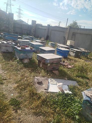 quzu qiyməti: 40-a yaxın arı ailəsi satılır. Qiymət razılaşma yolu ilə müəyyən — 2