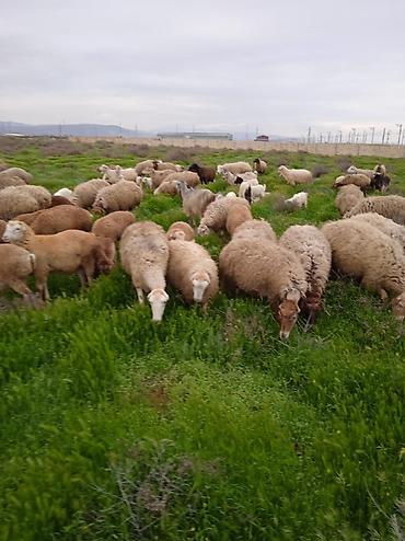 Qoyunlar, qoçlar: Dişi, il: 1, Damazlıq, Ünvandan götürmə — 6