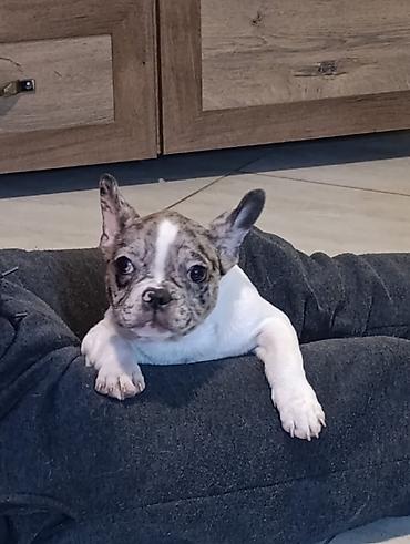 Psi: Stenad francuskog buldoga dva merle muzjaka 3.5 meseca Vakcinisani — 1