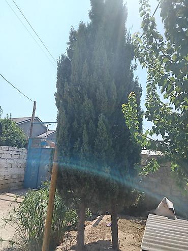 Məhsul: 2 Hündür həmişəyaşıl süs ağacı (servi tipli)Şam ağacları