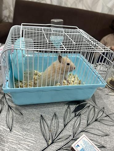 yem qabları: Hamster və qəfəs dəsti - Növ: kiçik ev heyvanı – gold hamster - Rəng — 1