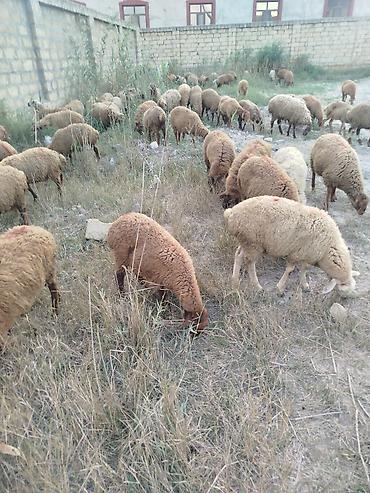 balaca quzu qiyməti: Qoyun sürüsü – ətlik və damazlıq üçün 79 quzudu biri 225 AZN qiymet — 2