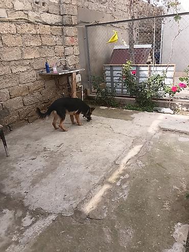 it sortu: Alman çoban iti — 7