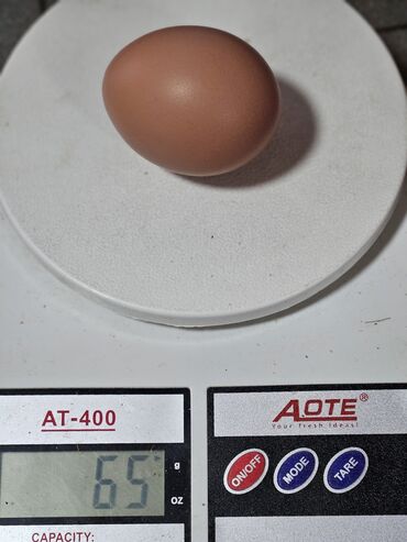 перепелийные яйца: Яйцо домашние С1
 не клеточное содержание