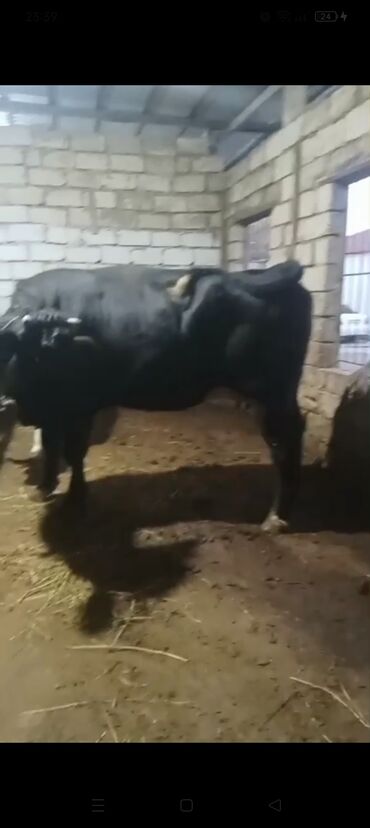 Inəklər, öküzlər: Erkək, il: 3, 900 kq, Ətlik — 4