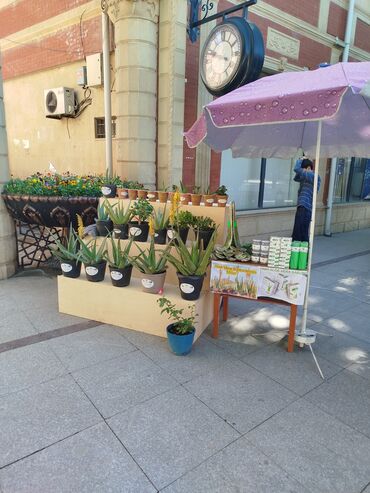 aloe vera satışı: Aloe vera barbadensis məhsullarımiz
