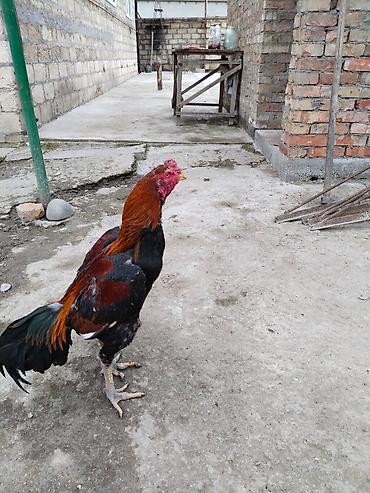 Xoruzlar: Məhsul:: 3 ədəd xoruz 2 beçə bir xoruz istəyən gəlib atasının ayağını — 7