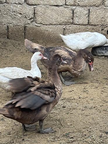 balaca it ucuz: Salam Alekum hamsı satılır kom 17 manatdır — 3