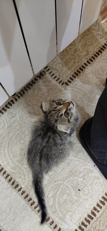 qara pişik satışı: Ev piwi satilir.baladi baxa bilmirik diyene satiram.wotlandnan — 3