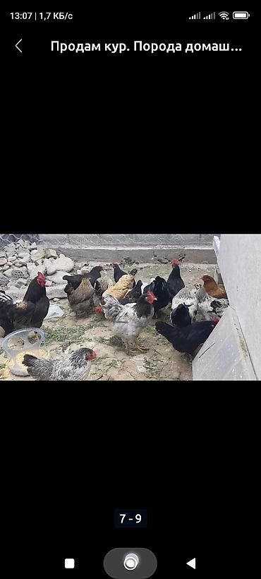 Куры, петухи: Продаю | Куры, Петух, Цыплята | Полубрама, Бройлерная, Бойцовая | На забой, Для разведения, Несушки — 7