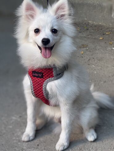 pomeranian boo qiyməti: Şpitz, 4 ay, Erkek