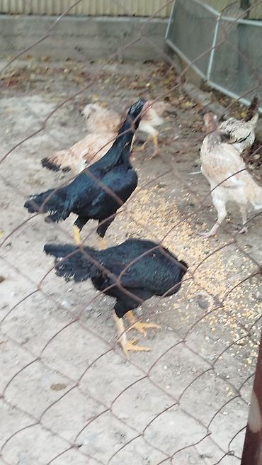в добрые руки кошки: Продаю | Петух — 2