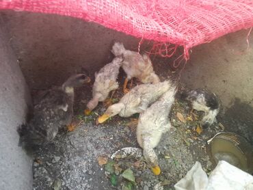 danişan quş: Səsli ödəy balaları
80 günlük