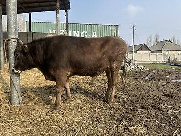 Коровы, быки: Продаю | Бык (самец) | На откорм | Привязанные — 6