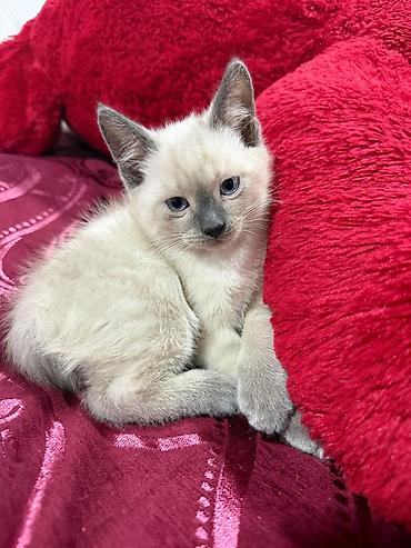 Кошки: Məhsul: Pişik balaları Təsvir: - Şirin pişik balaları müxtəlif rəng — 8