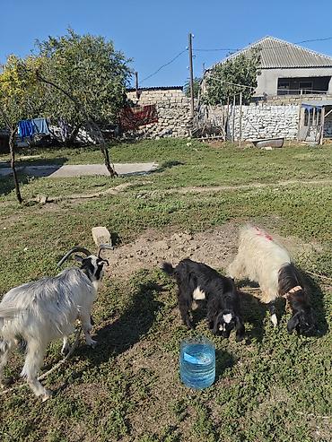 Keçi 3 keçi 399 saxlanışı üçün həyət heyvanları – yerli keçilər (erkək lalafo.az -da Keçi 3 keçi 399 saxlanışı üçün həyət heyvanları – yerli keçilər (erkək