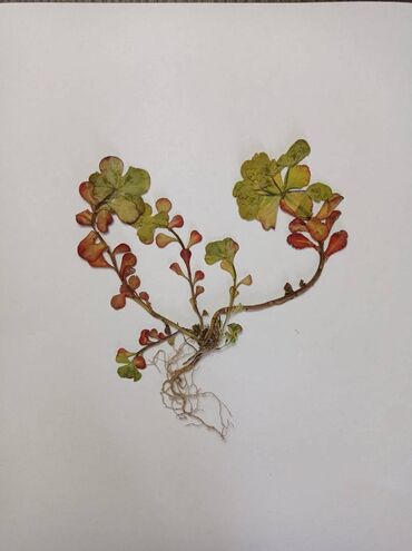 Ostali predmeti za umetnost i kolekcionarstvo: Herbarijumi za fakultete, srednje i osnovne škole -NOVO Ispresovane — 1