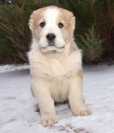 İtlər: Алабай (Alabay) Племенной питомник предлагает щенков среднеазиатской — 2