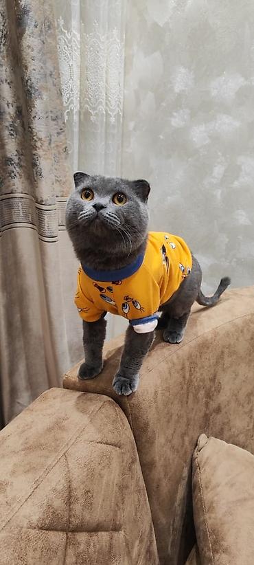 scottish fold satilir: Şotland yastı qulaq, Erkək, Cütləşmə üçün — 1