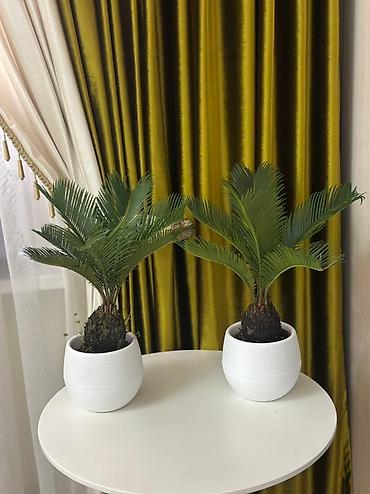 Комнатные растения: 🌿 Сатылат! Кооз декоративдүү өсүмдүк – сикас (Sago Palm) 🌿 Интерьерди — 2