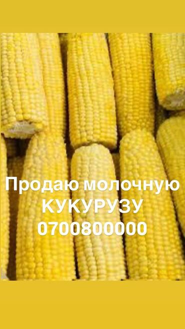 стеллаж для овощей и фруктов: Кукуруза