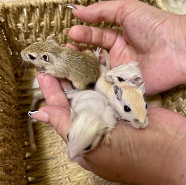 Хомяки: Продаются хомячки джунгарские, сирийские, ангорские пушистые хомячки — 20