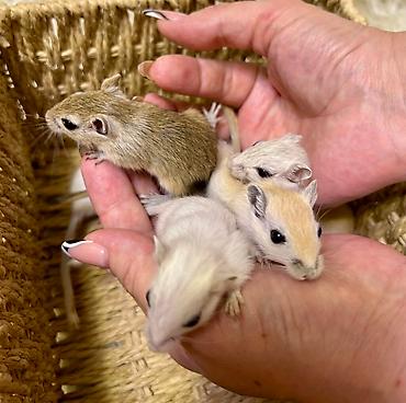 Хомяки: Продаются хомячки ручные. В нашем питомнике грызунов вы можете — 17