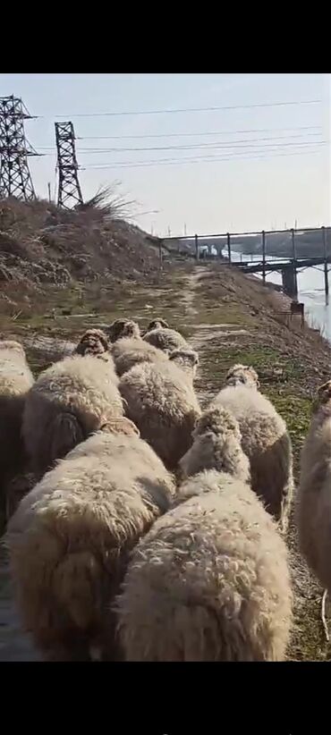 Qoyunlar, qoçlar: Dişi, il: 1, Damazlıq, Pulsuz çatdırılma