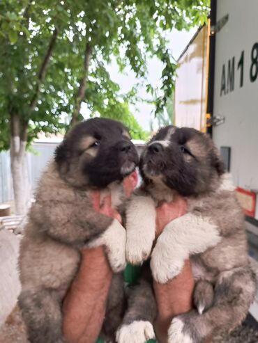 пекинес щенки: ПРОДАЮ!!!! щенков кавказской овчарки с документами привиты