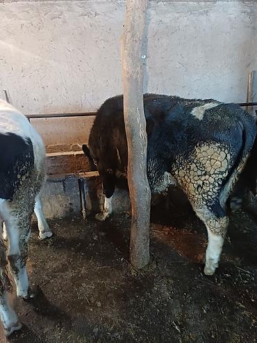 Коровы, быки: Продаю | Бык (самец) | На откорм | Привязанные at lalafo.kg — 1 Коровы, быки: Продаю | Бык (самец) | На откорм | Привязанные — 1