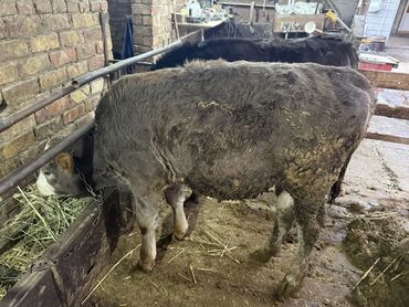 Коровы, быки: Продаю | Бык (самец) | На откорм | Привязанные — 7