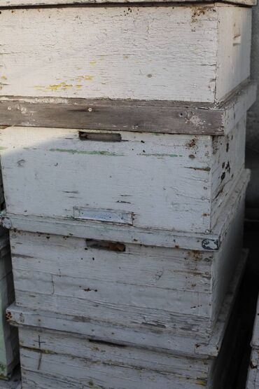 Товары и оборудование для с/х животных: Ульи около 45 комплектов. Рутовская система, корпусные, пригодны для — 19