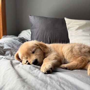 qold: Retriever, 2 ay, Dişi